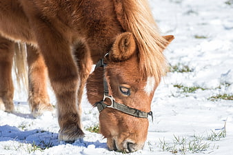 Chestnut Pony Grazing in Snowy Winter Field