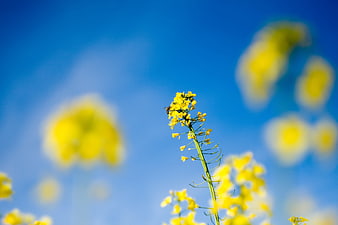 Yellow Rapeseed Flower with Bee Against Blue Sky