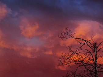 Dramatic Sunset Sky with Silhouetted Tree Branches