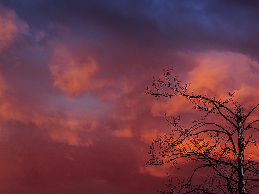 Dramatic Sunset Sky with Silhouetted Tree Branches
