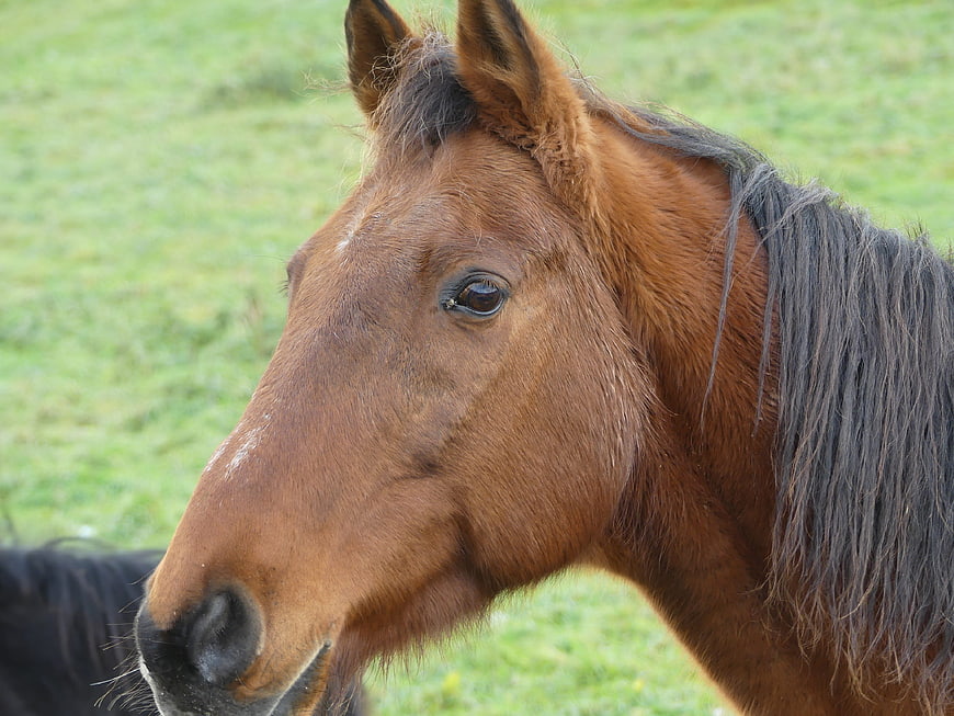 Close-up portrait of a brown horse in a green pasture