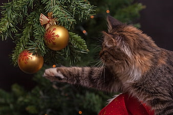 Fluffy cat playing with gold Christmas tree ornaments