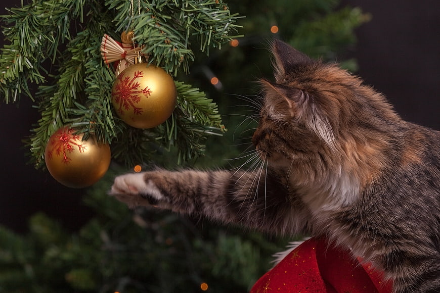 Fluffy cat playing with gold Christmas tree ornaments