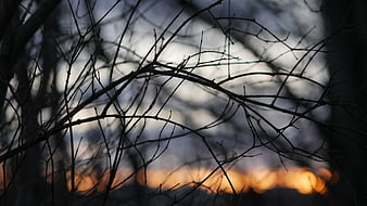 Silhouetted Tree Branches Against Bokeh Sunset Background