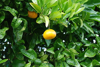 Ripe Orange Hanging on Tree Branch with Green Leaves