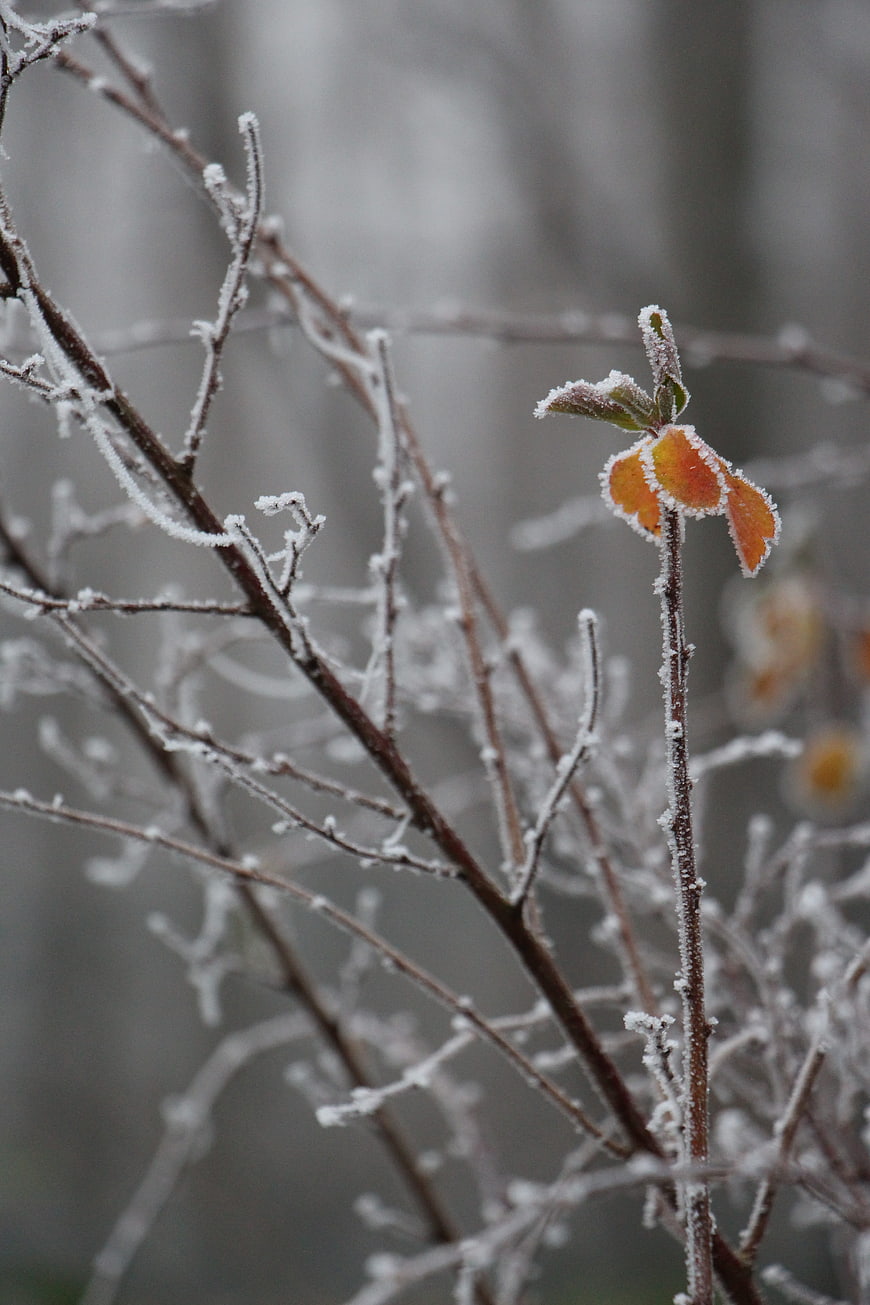 Frosty Orange Flower Bud on Winter Branch