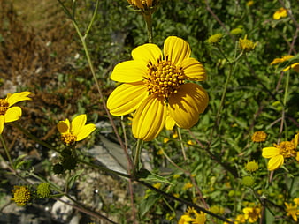 Close-up of bright yellow wildflower in natural sunlight