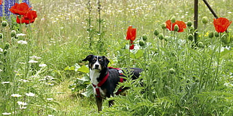 Dog in Red Harness Standing in Wildflower Meadow