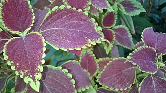 Close-up of purple and green coleus leaves