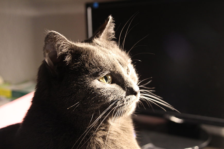 Close-up of a gray cat in sunlight