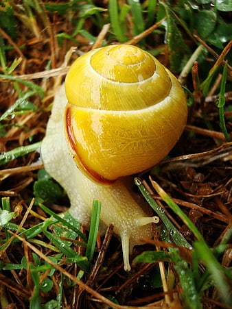 Close-up of a yellow snail on wet grass