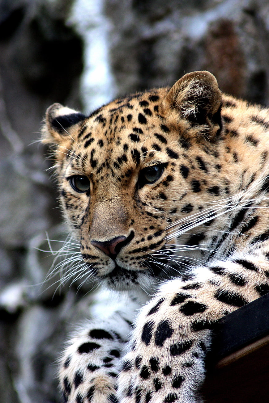 Close-up portrait of a leopard resting on a branch