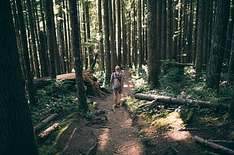 Woman Hiking on Forest Trail in Tall Pine Woods