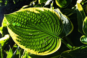Close-up of vibrant green hosta leaf with yellow variegated edges