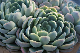 Close-up of Blue-Green Succulent Rosette with Pink Tips