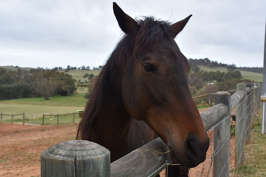 Brown horse head over wooden fence in countryside