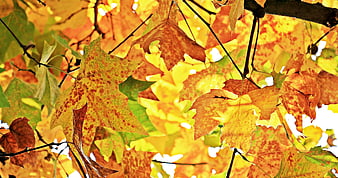 Close-up of vibrant yellow and orange autumn leaves on branches