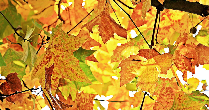 Close-up of vibrant yellow and orange autumn leaves on branches