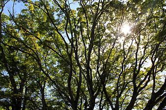 Sunlight filtering through green forest canopy looking up