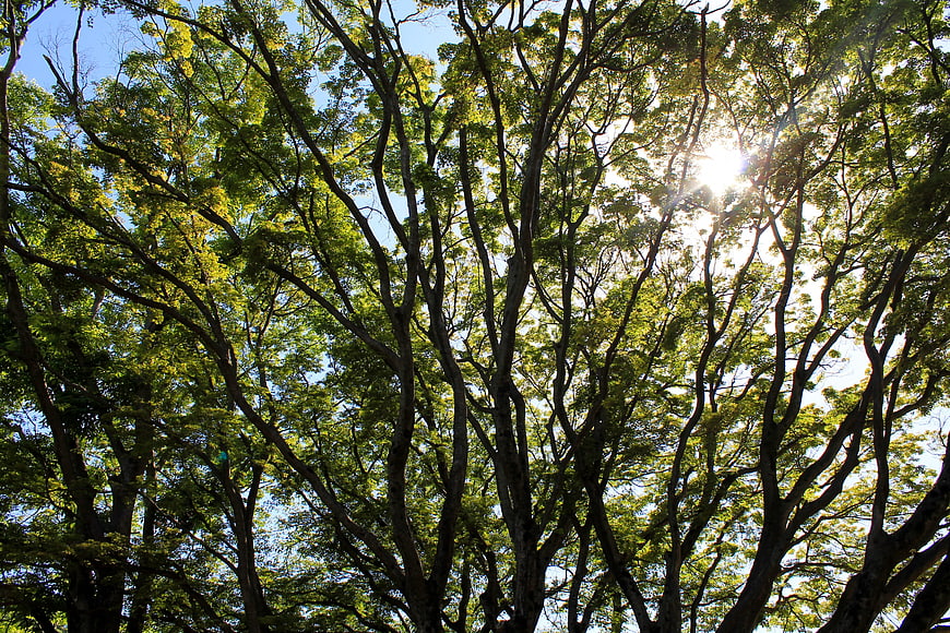 Sunlight filtering through green forest canopy looking up