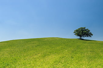Lone Tree on Green Hill Under Blue Sky
