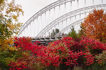 White Arch Bridge Over Vibrant Autumn Foliage