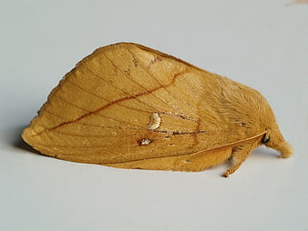 Close-up of a yellow moth on a white background