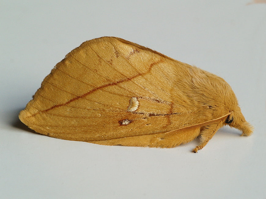 Close-up of a yellow moth on a white background