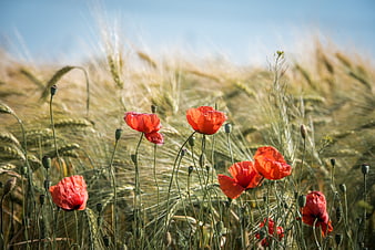 Red poppies blooming in a golden wheat field