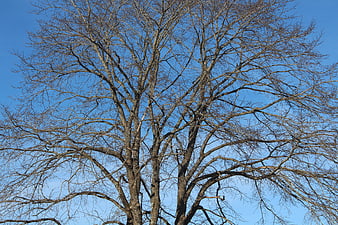 Bare tree branches against clear blue sky