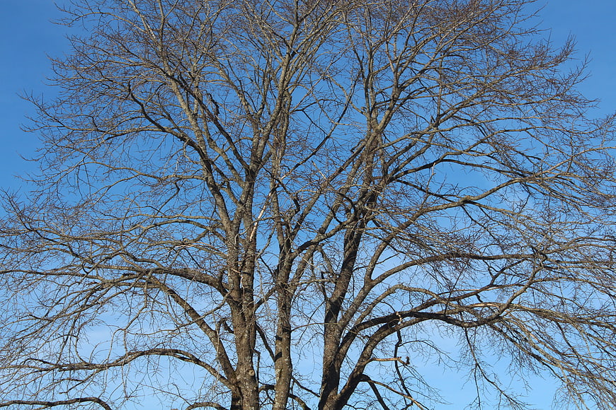 Bare tree branches against clear blue sky