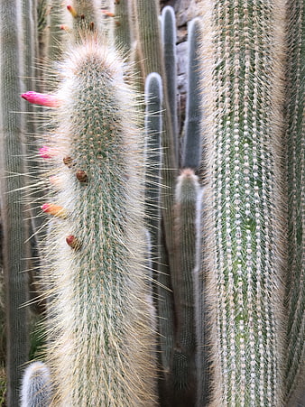 Close-up of fuzzy cactus with pink flower buds