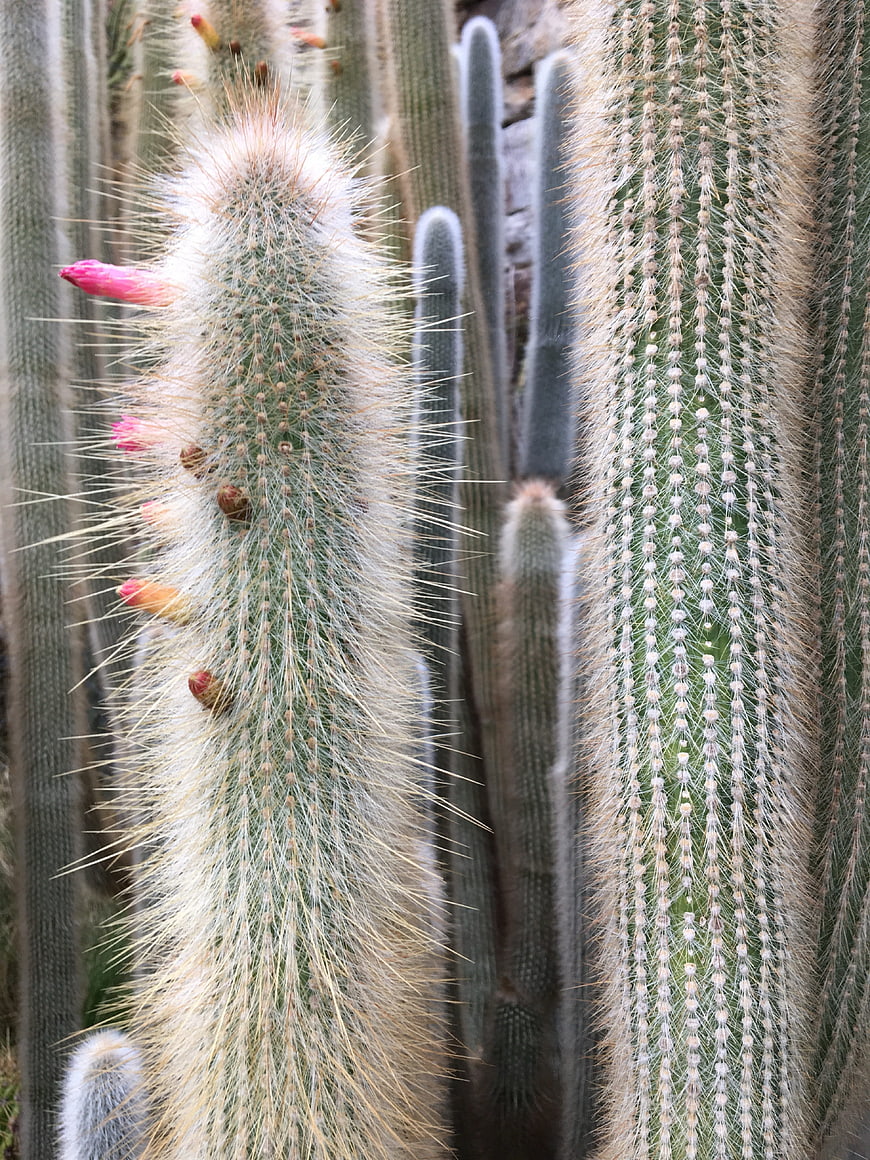 Close-up of fuzzy cactus with pink flower buds