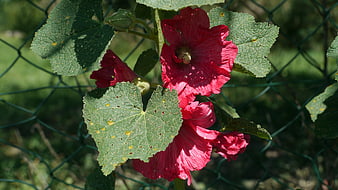 Vibrant Red Hollyhock Flowers Blooming in Garden