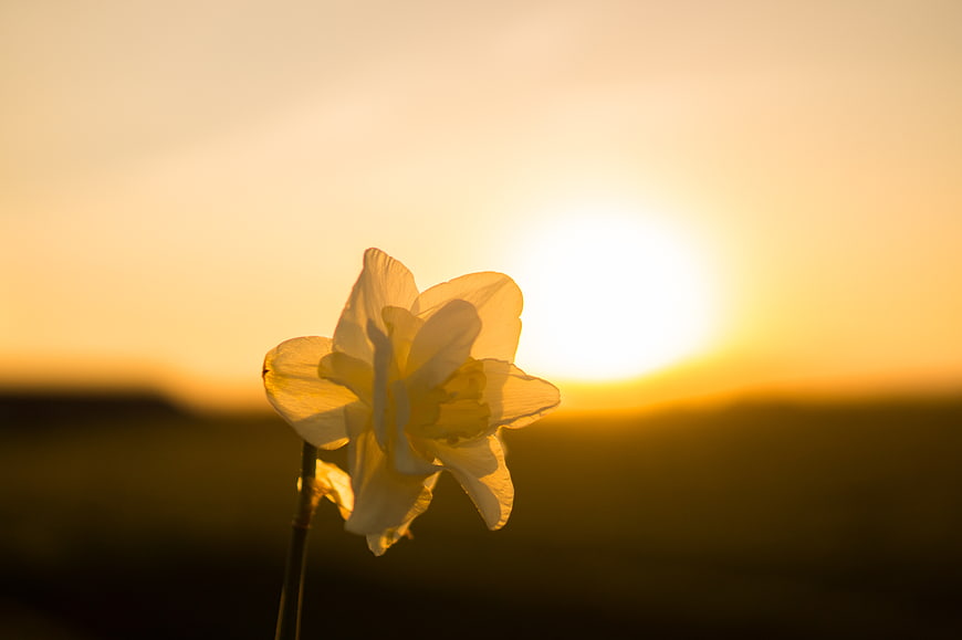 Yellow Narcissus Flower Silhouette Against Golden Sunset