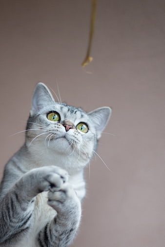 Playful Silver Tabby Cat Reaching for Toy