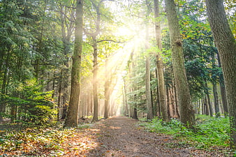 Sunlight streaming through trees on a forest path