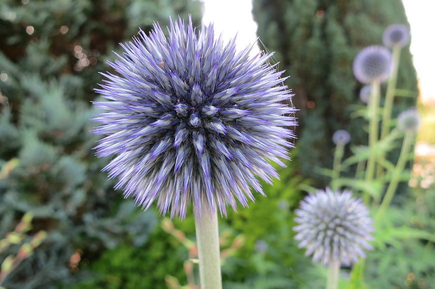 Close-up of purple globe thistle flower in garden