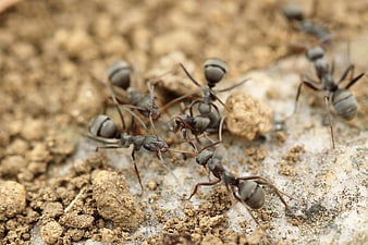 Close-up of black ants on soil and dirt