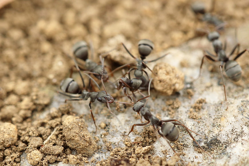 Close-up of black ants on soil and dirt
