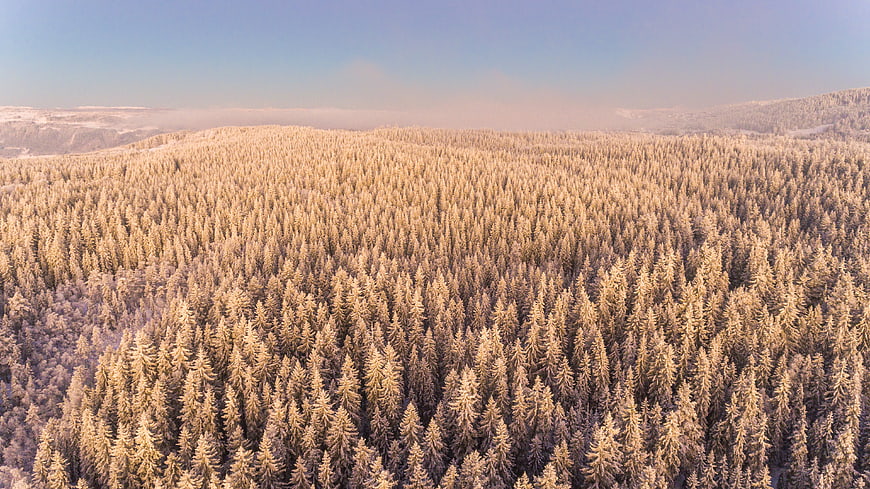 Aerial View of Snow-Covered Pine Forest in Winter