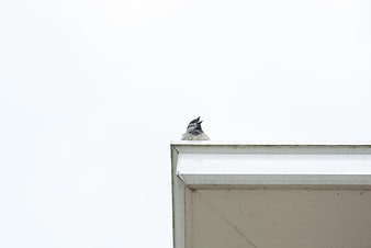 Small bird perched on white roof edge against sky