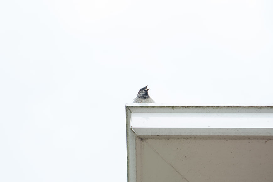 Small bird perched on white roof edge against sky