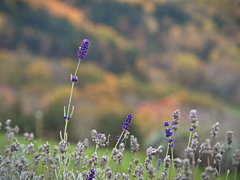 Single Lavender Stem in Field with Blurred Background
