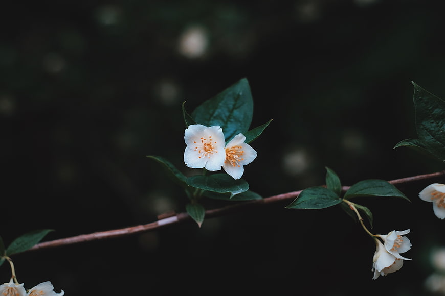 White flowers on a branch against a dark background
