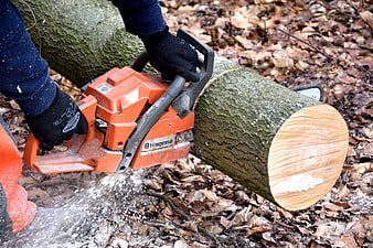 Close-up of worker using orange Husqvarna chainsaw to cut large tree trunk