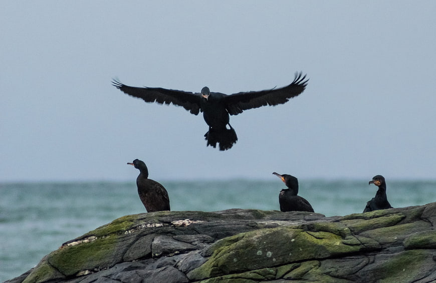 Cormorants Perched On Mossy Rocks With One Flying
