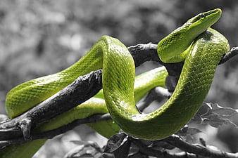 Green Snake Coiled On Black And White Tree Branch