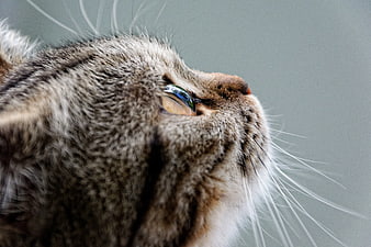 Close-up Profile of a Tabby Cat with Green Eyes