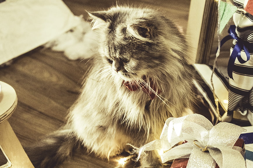 Fluffy Persian Cat with Christmas Gifts and Lights